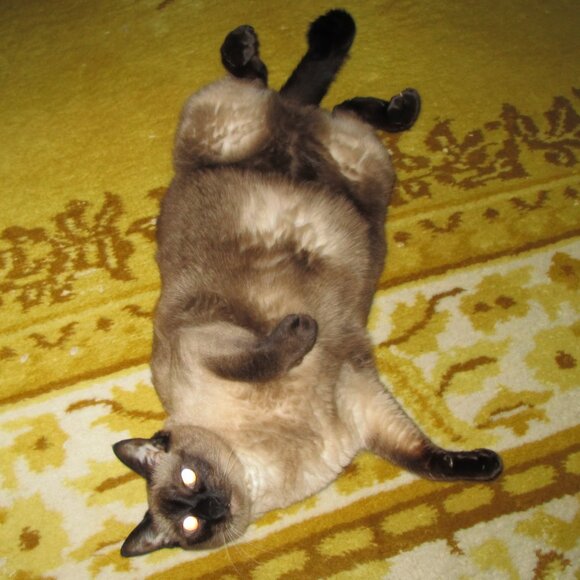 Meet your Posher, D - Picture 2 of 2